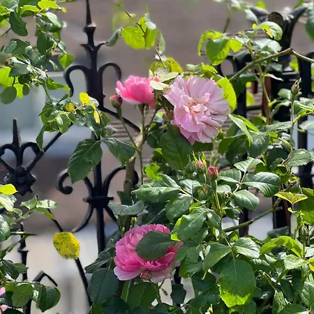 Rooftop Garden Triplex With Ac Over Notre - Dame
